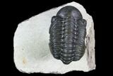 Nice, Reedops Trilobite - Atchana, Morocco #107054-1
